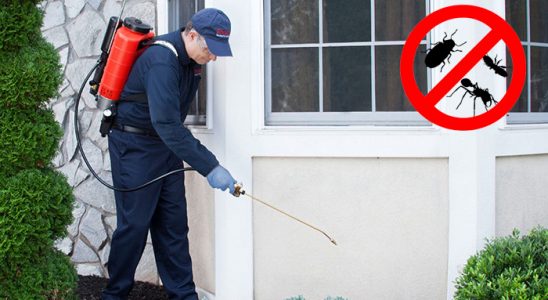 Pazar Böcek ve Haşere İlaçlama böcek ilaçlama ve haşere kontrolü — ilaclama-tr.com